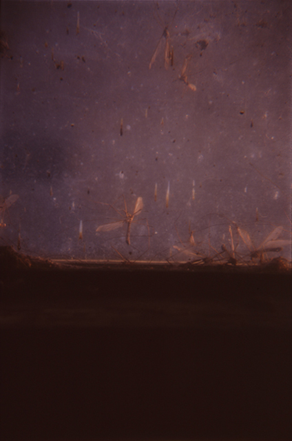 ruben van luijk: tipules mortes